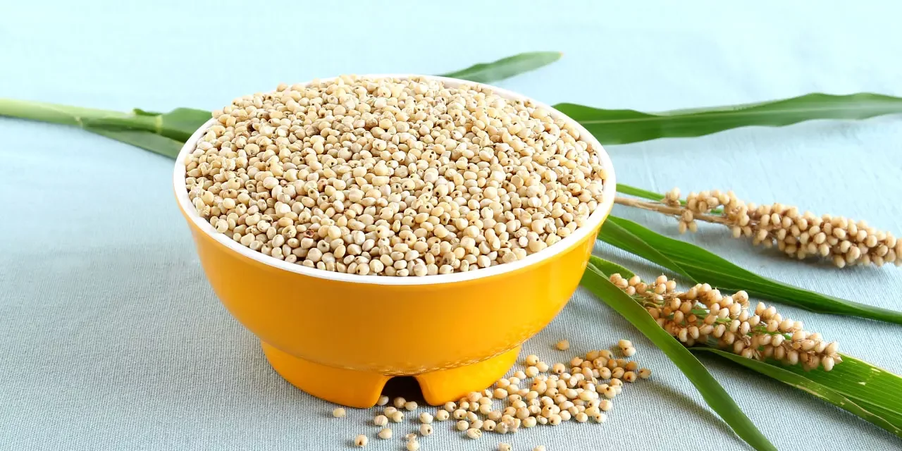 10 Reasons Why Jowar Sorghum Is Good For Your Health