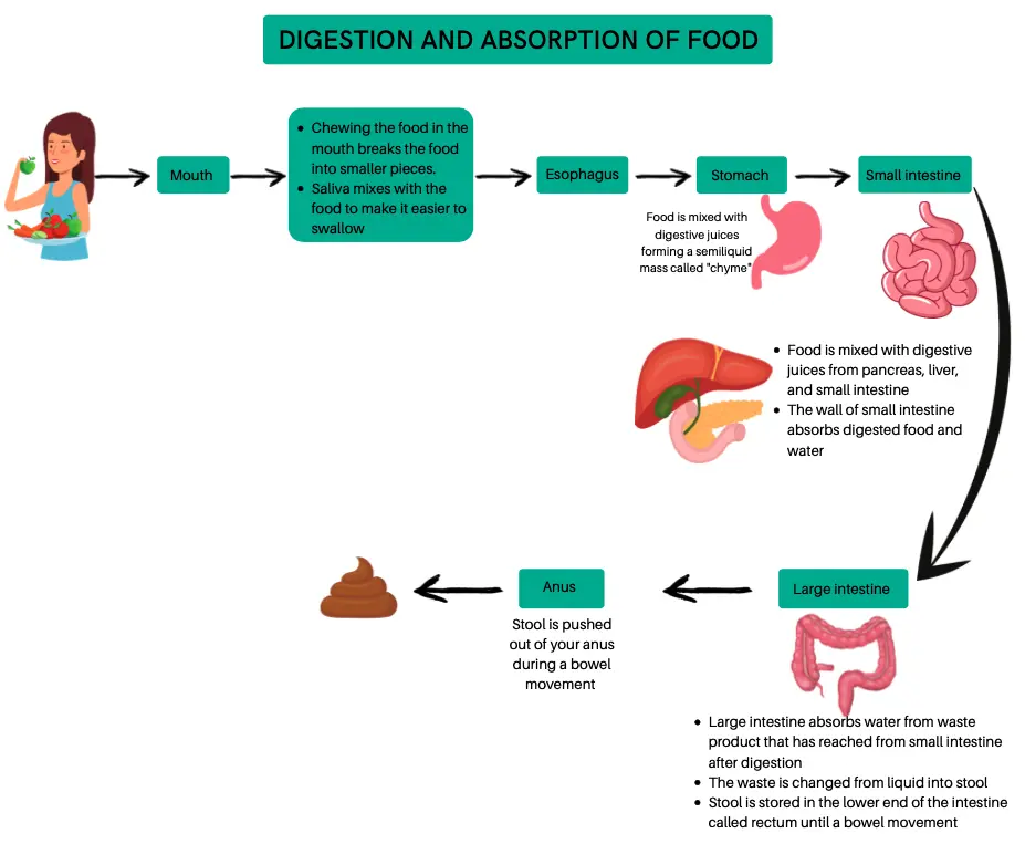 Digestion and absorption of food