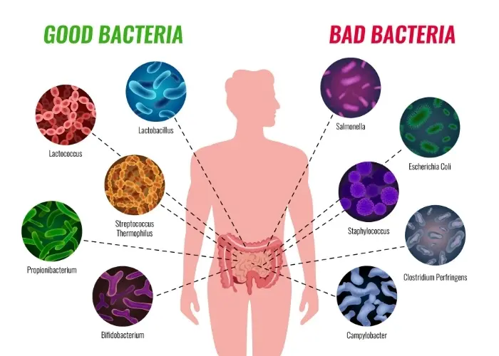 Good and Bad Bacteria