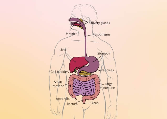 Human digestive tract anatomy