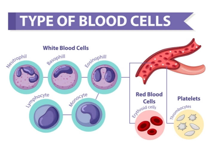 type of blood cells